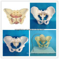 Life Size Male Adult Pelvis Anatomical Model